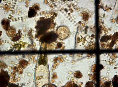 phyto/Guinea golf/Wouri_estuary_Mokushu/YNkouefuthNfongmo_these 2022-2023/Actinoptychus sp (Moukoucho_SURF_centric230613_001_ovl-4).tif(copy)_thumb.jpg